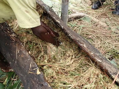 4�N�ؿ�ζ�ľ����o����ҺȆ᣿